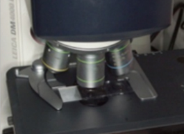 Visione microscopio